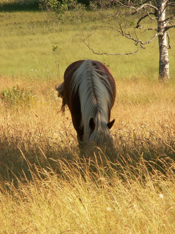 Gaestrum Gnottnehult Osterbymo Dış mekan fotoğraf